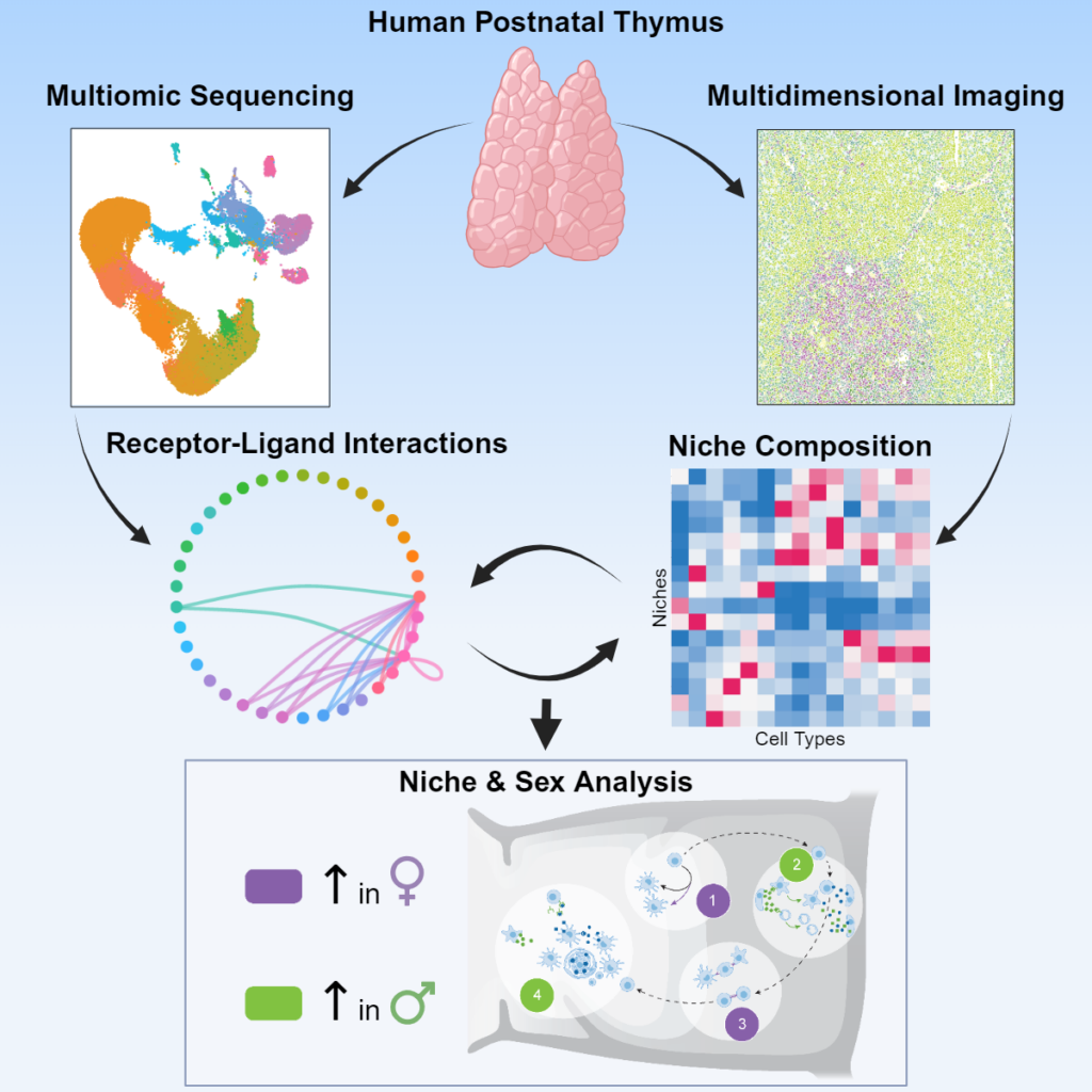 graphical abstract